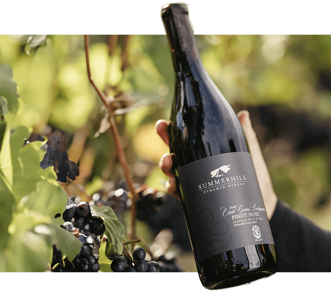 Organic Sparkling Wine Club Summerhill Pyramid Winery